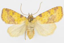 Xanthia inceritia