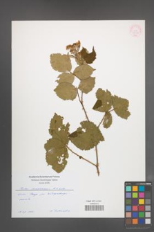Rubus marssonianus [KOR 55362]