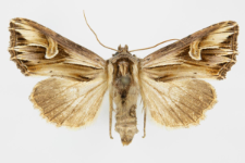 Actinotia polyodon