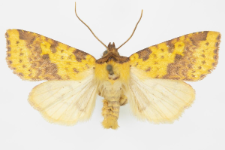 Xanthia inceritia