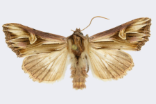 Actinotia polyodon