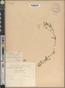 Viola tricolor L. var. typica fo. remotinoda Zapał.