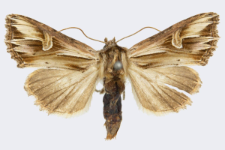 Actinotia polyodon