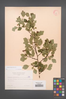 Crataegus laevigata [KOR 1784]