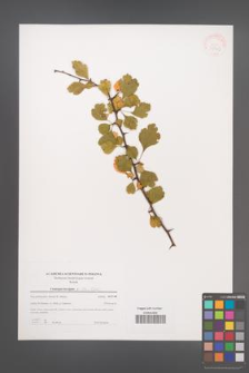 Crataegus laevigata [KOR 39746]