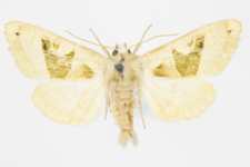 Phlogophora scita