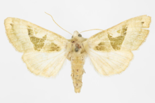 Phlogophora scita