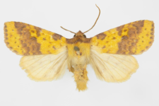 Xanthia inceritia