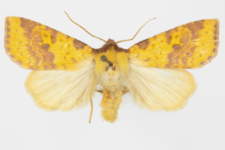 Xanthia inceritia