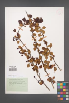 Crataegus laevigata [KOR 25808]