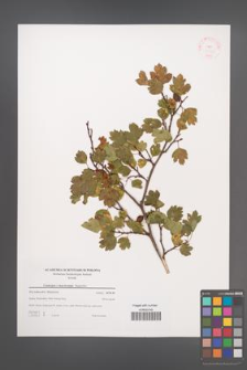 Crataegus ×macrocarpa [KOR 38845]