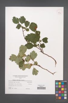 Crataegus ×macrocarpa [KOR 39594]