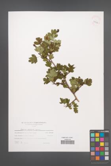 Crataegus ×macrocarpa [KOR 39713]