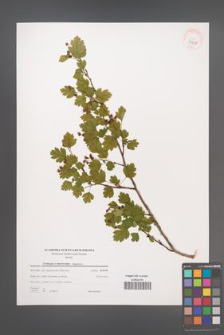 Crataegus ×macrocarpa [KOR 39438]