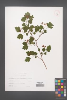 Crataegus ×macrocarpa [KOR 39721]