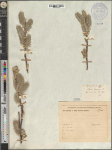 Salix caprea L. var. divisa Zapał.