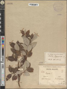 Salix caprea L. fo. microphylla Zapał.