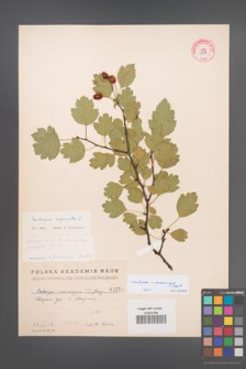 Crataegus ×macrocarpa [KOR 1278]