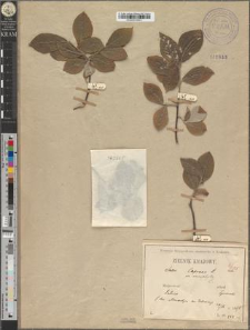 Salix caprea L. fo. microphylla Zapał.