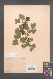 Crataegus ×macrocarpa [KOR 1835]