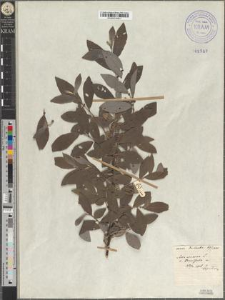 Salix cinerea L. var. tenuifolia Zapał.