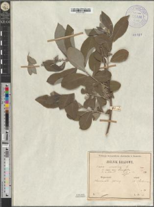 Salix cinerea L. var. lancifolia Zapał.