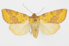 Xanthia inceritia