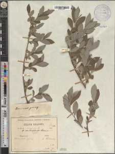 Salix cinerea L. var. lancifolia Zapał. fo. tenuior Zapał.