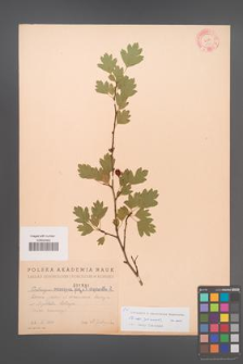 Crataegus ×macrocarpa [KOR 1831]