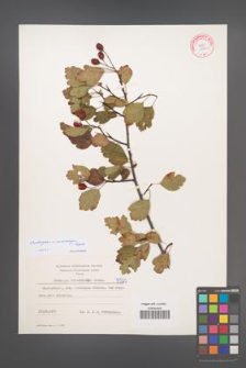 Crataegus ×macrocarpa [KOR 5523]