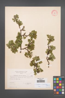 Crataegus ×macrocarpa [KOR 7554]