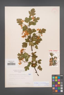 Crataegus ×macrocarpa [KOR 5001]
