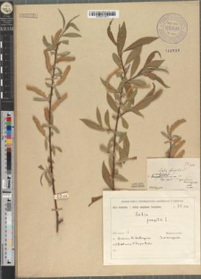 Salix fragilis L. var. subglabrisquamis Zapał.