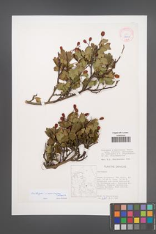 Crataegus ×macrocarpa [KOR 38022]