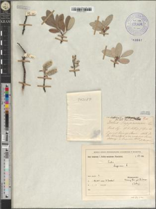 Salix Lapponum var. tatrensis Zapał.