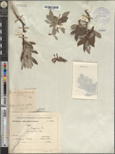 Salix Lapponum var. carpatica Zapał.
