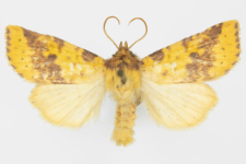 Xanthia inceritia