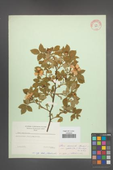 Rosa dumalis [KOR 9670]