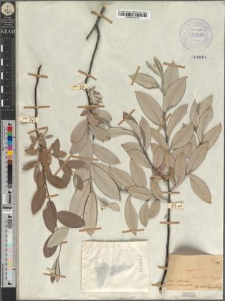 Salix Lapponum fo. elliptica Zapał.