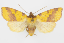 Xanthia inceritia