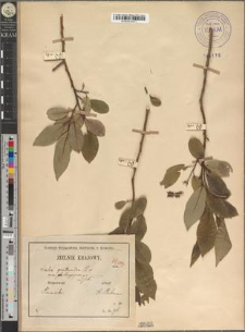 Salix pentandra L. var. longipes Zapał.