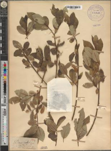 Salix pentandra L. var. brevisquamis Zapał.