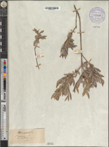Salix purpurea L. var. vistulensis Zapał.