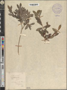 Salix purpurea L. var. sandomiriensis Zapał.