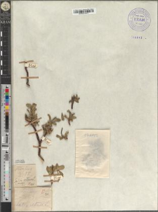 Salix retusa L. var. brevipes Zapał.