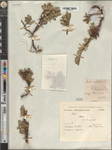 Salix retusa L. var. brevipes Zapał.