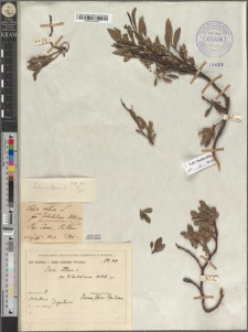 Salix retusa L. var. Kitaibeliana (Willd. pro spec.) Wimm. fo. czarnohorensis Zapał.