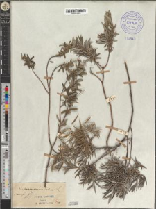 Salix rosmarinifolia L. fo. glauca Zapał.