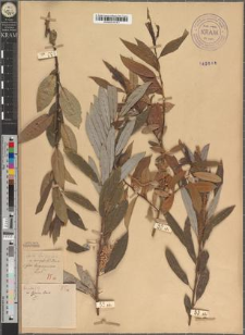 Salix triandra L. var. longisquamis Zapał.