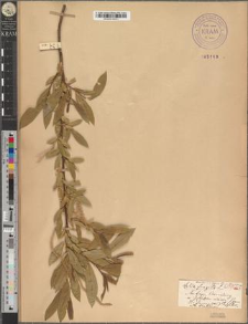 Salix triandra L. fo. gracilis Zapał.